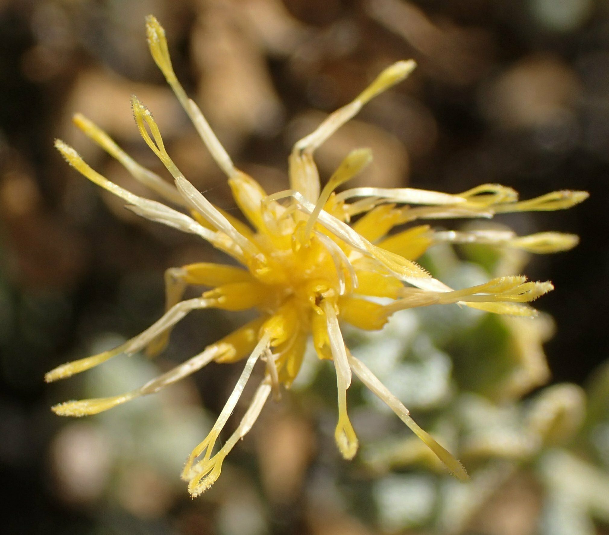 High Resolution Ericameria cuneata Flower